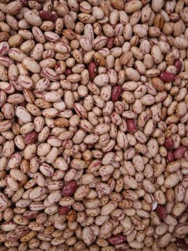 CRANBERRY BEAN KG - BAG OF 5KG