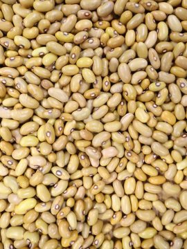 CANARY BEAN KG - BAG OF 5KG